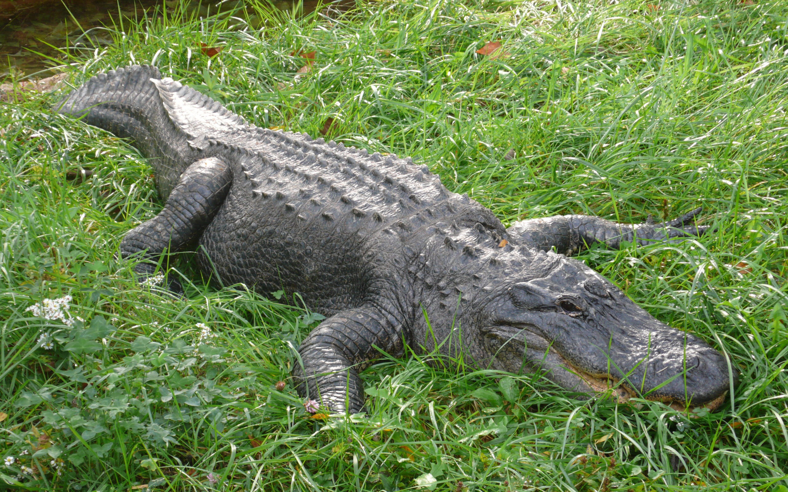 Alligator