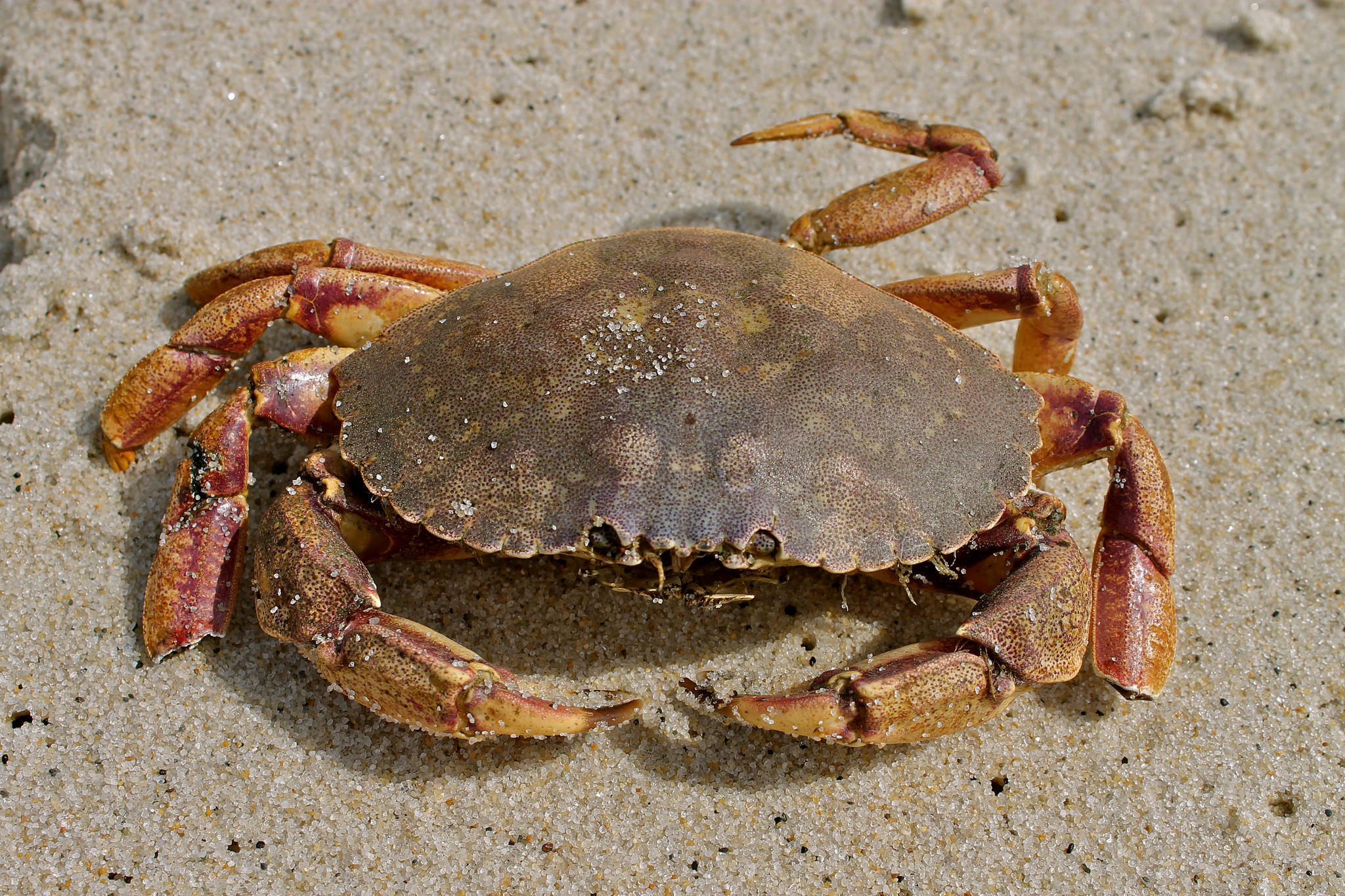 Jonah Crab