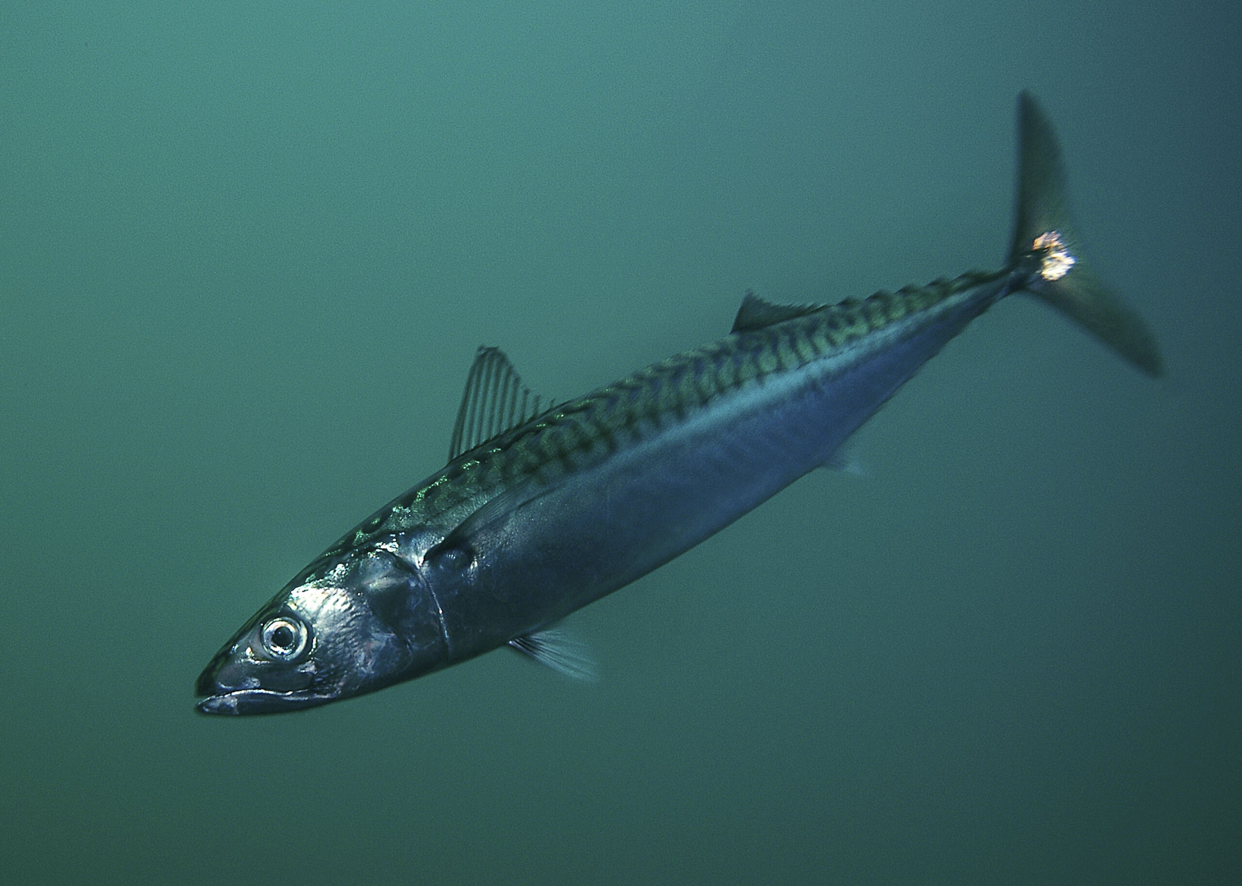 Atlantic Mackerel (Scomber scombrus), Stavanger, Norway