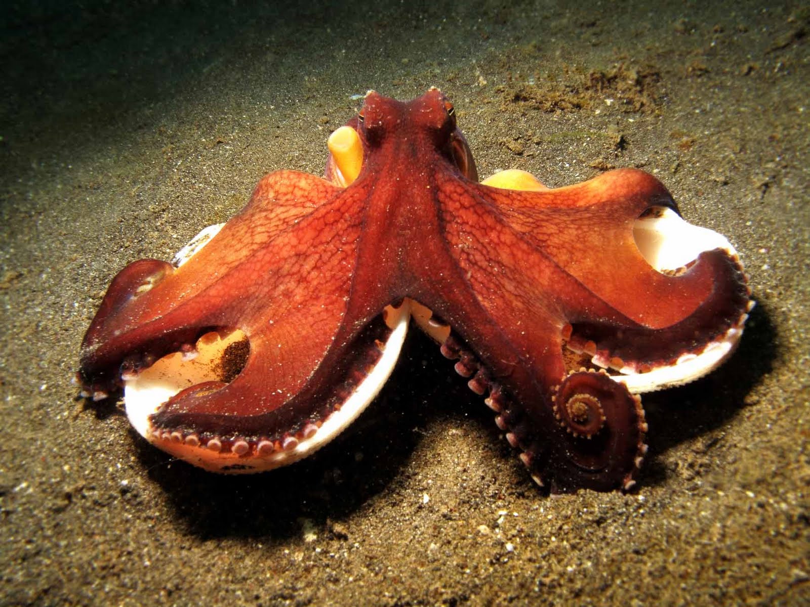 Octopus