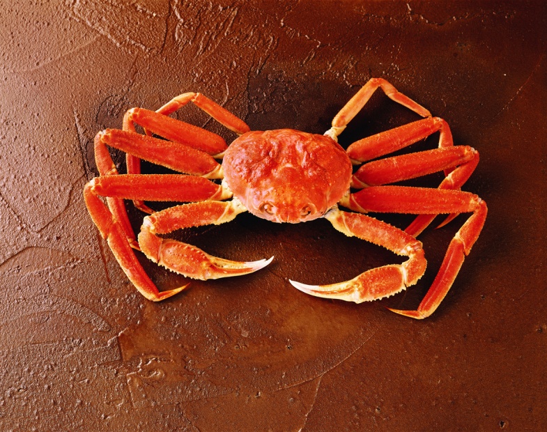 Snow Crab