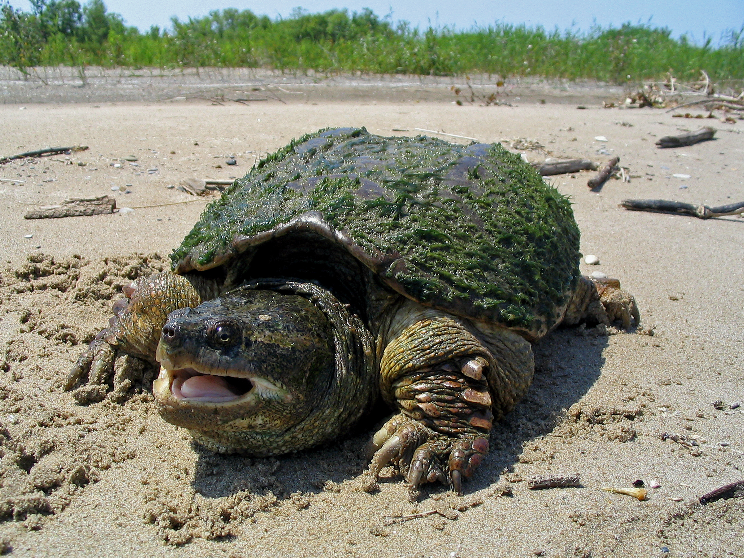 A snapping Turtle on a beach covered in algae